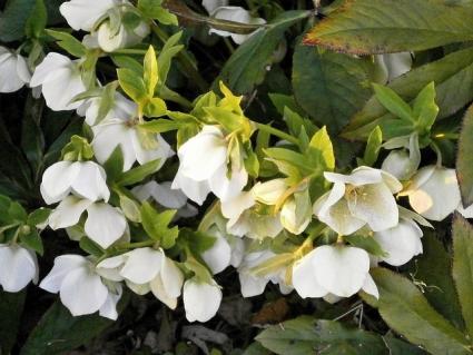 helleborus plant