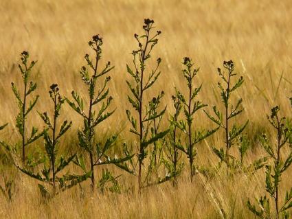 thistle plants