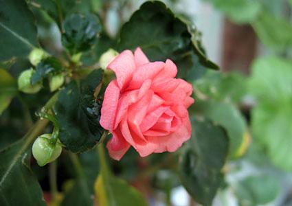 Pink impatiens flower (balsamine)