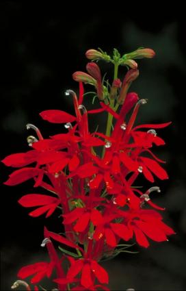 red lobelia flowers