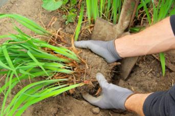 dividing perennials