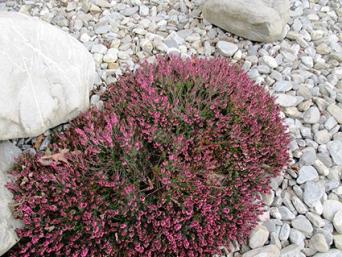 heath in rock garden