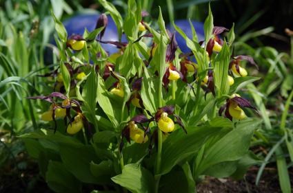 yellow lady slipper
