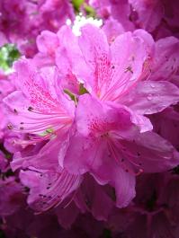 rhododendron close up