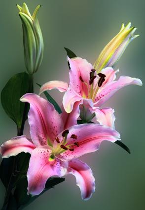 lily close up