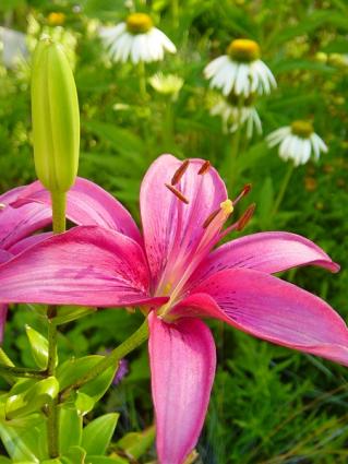 lilies with coneflower