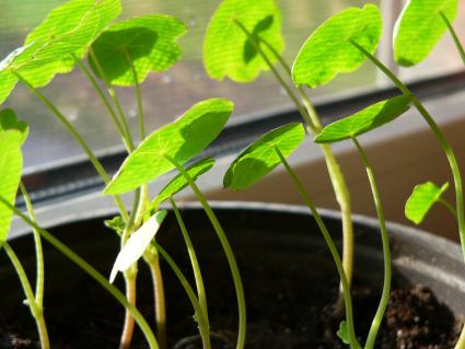 starting nasturtium indoors