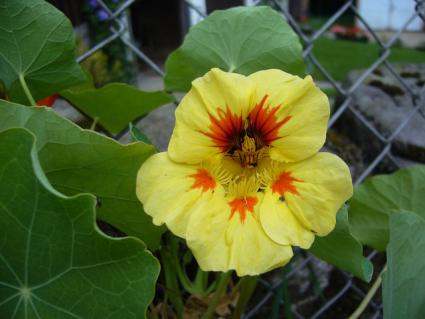 nasturium on fence