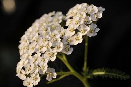 yarrow up close