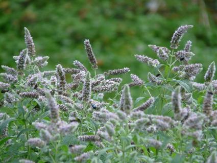 mint planting