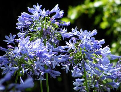 agapanthus up close