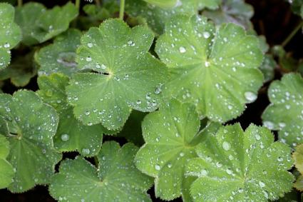 alchemilla water droplets