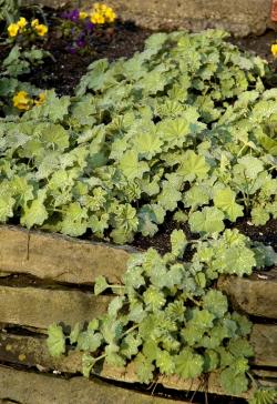 is lady's mantle poisonous to dogs