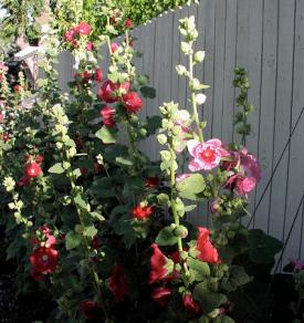 hollyhock border