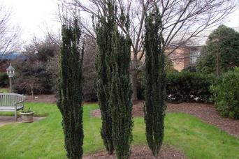 Holly Columnar Holly Sky Pencil