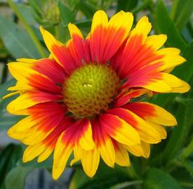 blanket flower close up