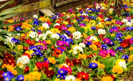 mixed primrose planting