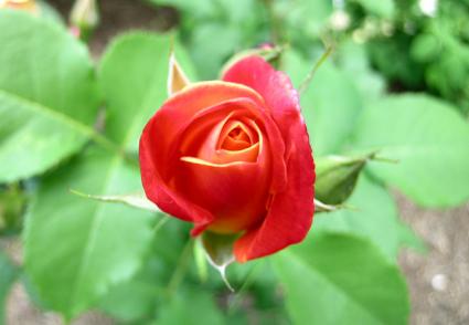 rose close up