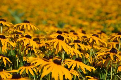 Rudbeckia meadow