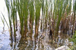 Cattails Lovetoknow Cattail Edge Of Water