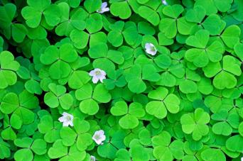 green shamrock