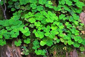 Wood Sorrel Lovetoknow