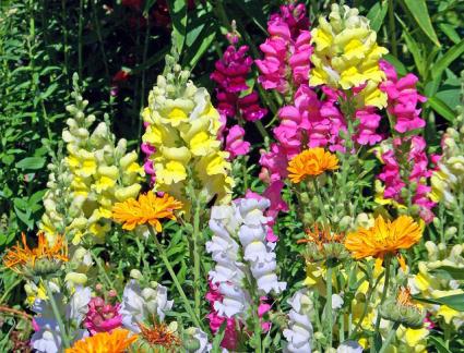 Snapdragon varieties