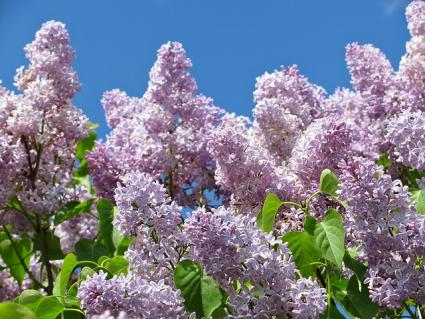 purple lilac