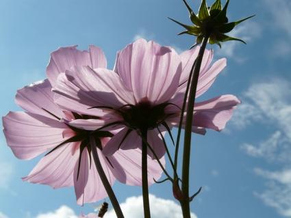 rose cosmos