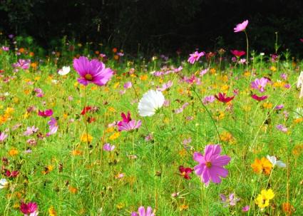 mixed cosmos