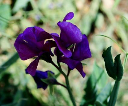 purple pea