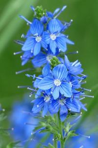 blue speedwell