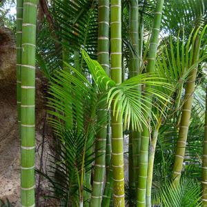 Bamboo canes