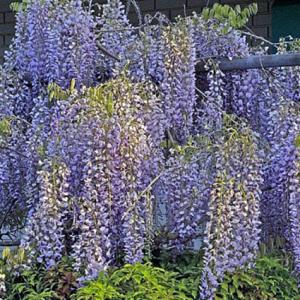 wisteria