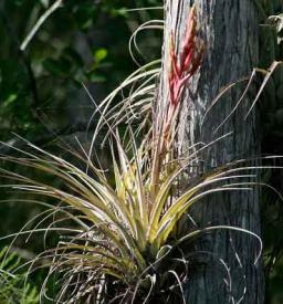 air plant in flower