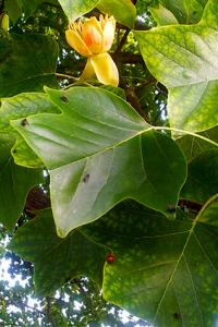 liriodendron in bloom