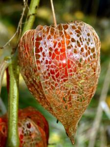 chinese lantern plant poisonous to dogs