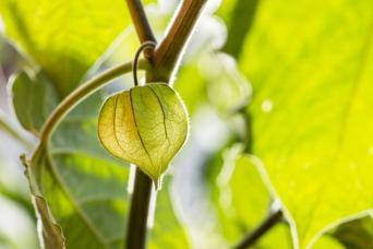 chinese lantern plant poisonous to dogs