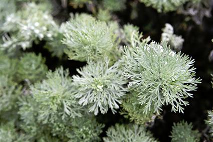 Silver mound artemisia plant