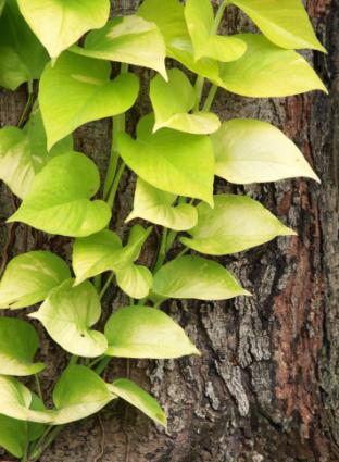 pothos growing on a tree