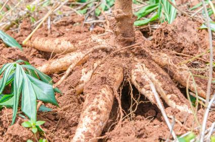 tapioca plant in ground