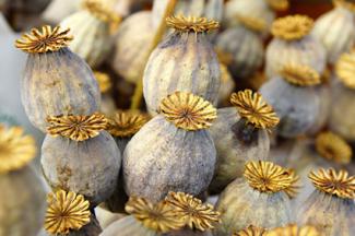 how to harvest your