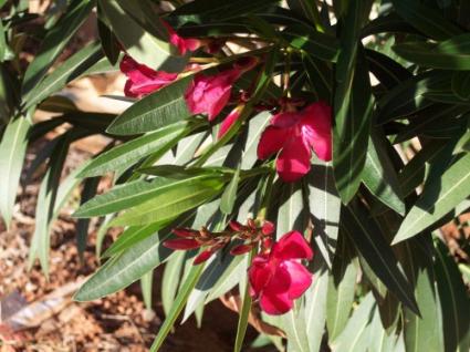 oleander