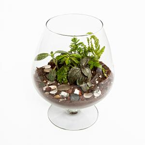 Terrarium created in a large brandy snifter
