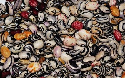 legume seeds