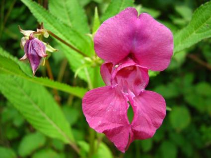 pink balsam