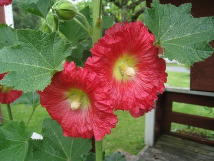 red hollyhocks
