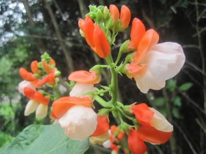runner bean flowers