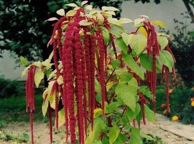 loves lies bleeding