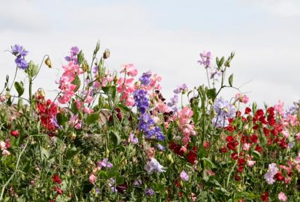 pea vines